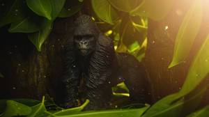 Baby Gorilla In Congo Wallpaper