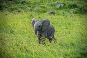 Baby Gray Elephant Wallpaper