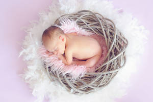 Baby In A Nest Hd Wallpaper