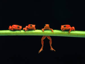 Baby Kawaii Frogs Wallpaper