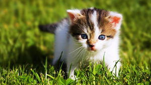 Baby Kitten Animal Playing In Grass Wallpaper