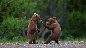 Baby Kodiak Bears Wallpaper