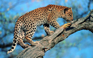 Baby Leopard On Tree Wallpaper