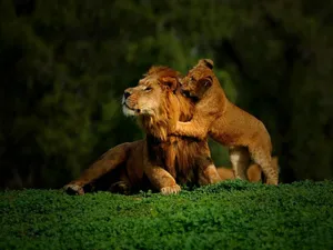 Baby Lion Playing With Dad Wallpaper