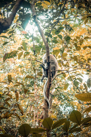 Baby Monkey On Tree Wallpaper