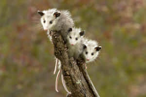Baby Opossums Perchedon Tree Wallpaper