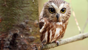 Baby Owl Beside The Tree Wallpaper