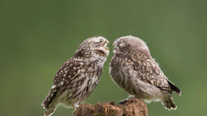 Baby Owl Couple Wallpaper
