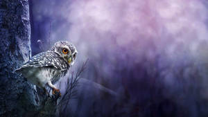 Baby Owl In The Dark Forest Wallpaper