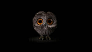 Baby Owl In The Dark Wallpaper