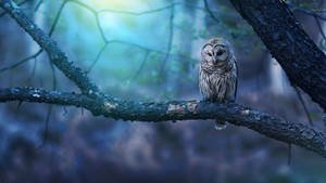 Baby Owl In The Forest Wallpaper