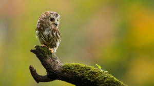 Baby Owl On A Wooden Stick Wallpaper