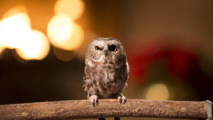 Baby Owl On Long Stick Wallpaper