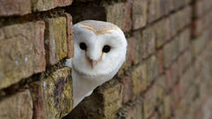 Baby Owl On The Wall Wallpaper