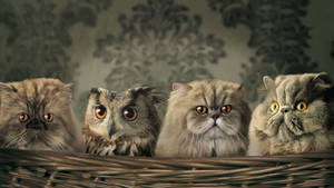 Baby Owl With Cats Wallpaper