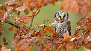 Baby Owl With Dry Leaves Wallpaper