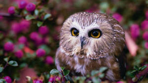 Baby Owl With Flowers Wallpaper