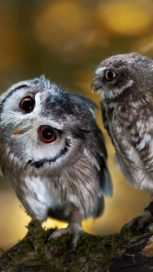 Baby Owls Looking Up Wallpaper