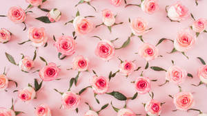 Baby Pink Rose Flowers Wall Decor Wallpaper