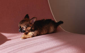 Baby Puppy On A Bed Wallpaper