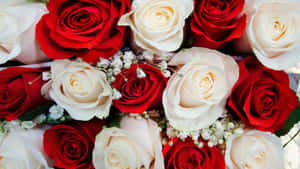 Baby's Breath With Red And White Roses Wallpaper