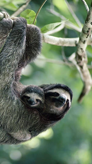 Baby Sloth And Mommy Sloth Wallpaper