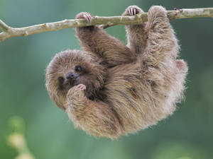 Baby Sloth Hanging On A Branch Wallpaper