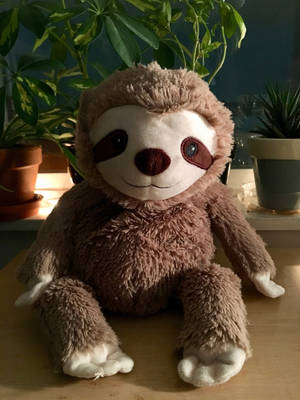 Baby Sloth Stuffed Toy Wallpaper