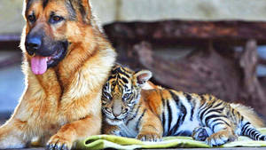 Baby Tiger And German Shepherd Dog Wallpaper