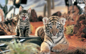 Baby Tiger And Kitten Wallpaper