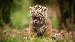 Baby Tiger Cute Growl Wallpaper