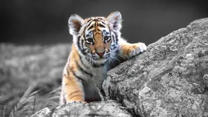 Baby Tiger Iphone Wallpaper
