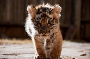 Baby Tiger Prowling Wallpaper