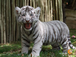 Baby White Tiger Mini Roar Wallpaper