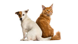Back Glance Cat And Dog Wallpaper