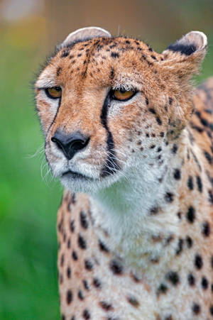 Bad-tempered Female Cheetah Wallpaper