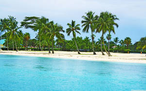 Bahamas Shore And Coconut Trees Wallpaper