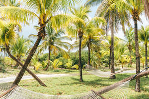 Bahamas Tall Coconut Trees Wallpaper