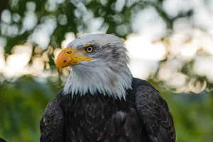 Bald Eagle At Forest Wallpaper