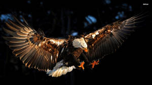 Bald Eagle Of North America Wallpaper