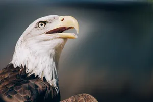 Bald Eagle Wallpaper
