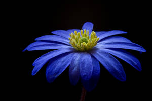 Balkan Anemone Blue Color Hd Wallpaper