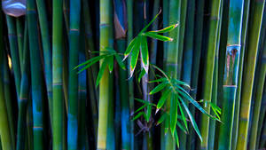 Bamboo 4k Installation Indian Artist Wallpaper