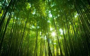 Bamboo Forest Background Wallpaper