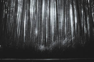 Bamboo Forest In Grayscale Wallpaper
