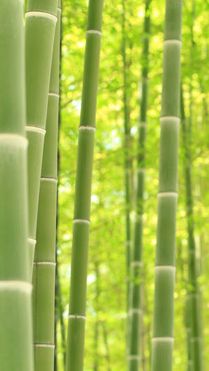 Bamboo Forest Iphone Poles Wallpaper