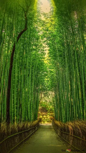 Bamboo Forest - Kyoto - Kyoto - Kyoto - Kyoto - Kyoto Wallpaper