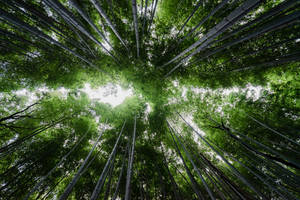 Bamboo Forest Trees Wallpaper