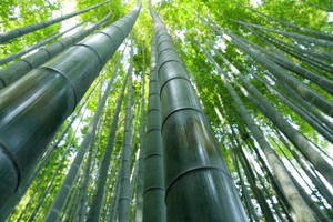 Bamboo Green Forest Wallpaper