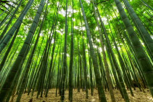 Bamboo Grove Under The Sunlight Wallpaper
